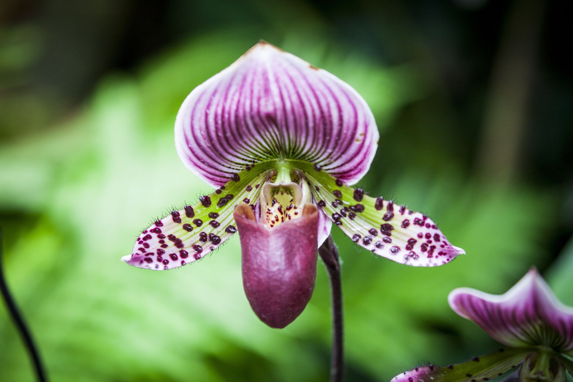 orchideen vielfalt 